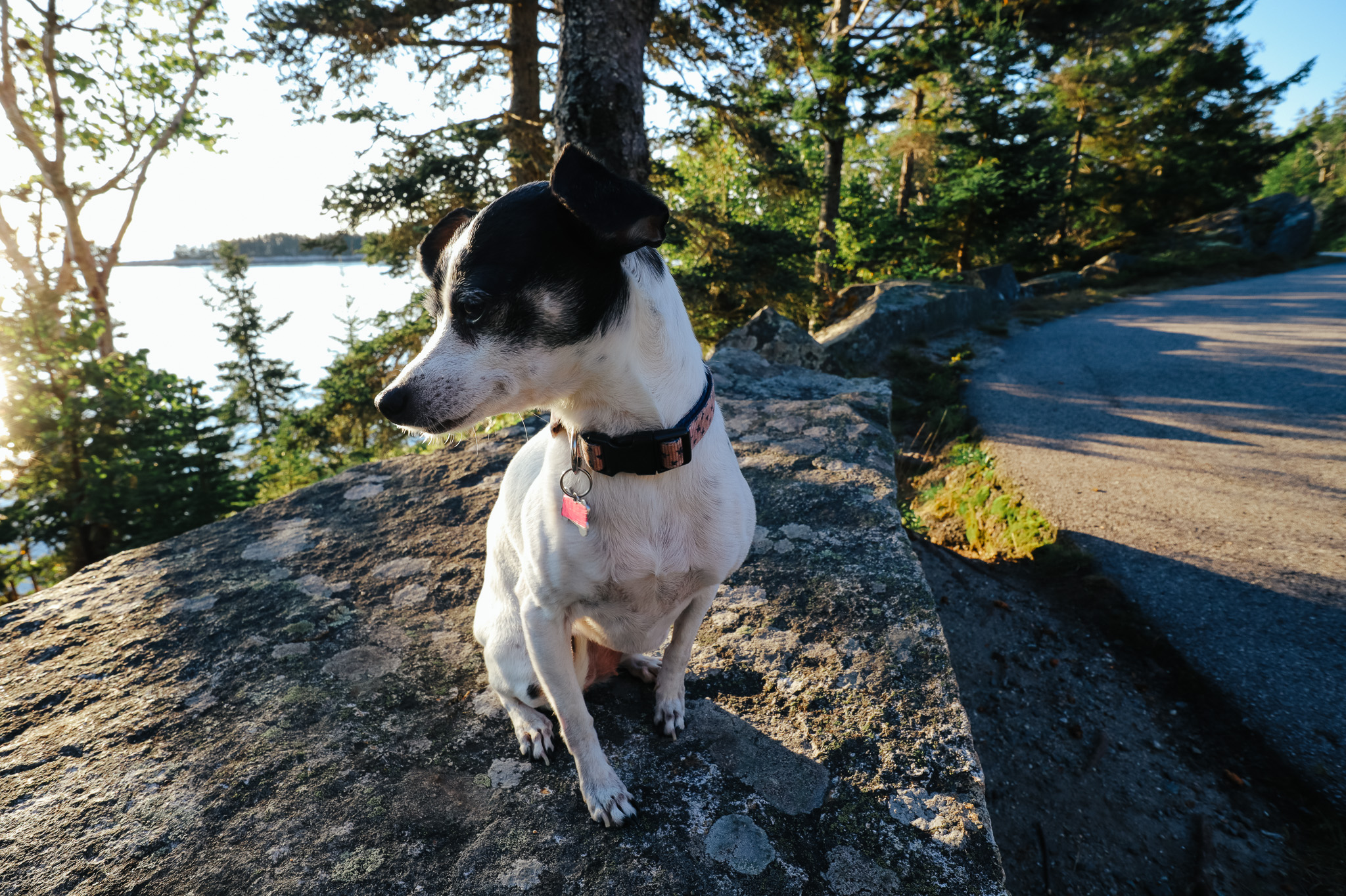 It was my dog Lily's 14th birthday so I couldn't resist taking a picture overlooking the waters of Schoodic Peninsula.